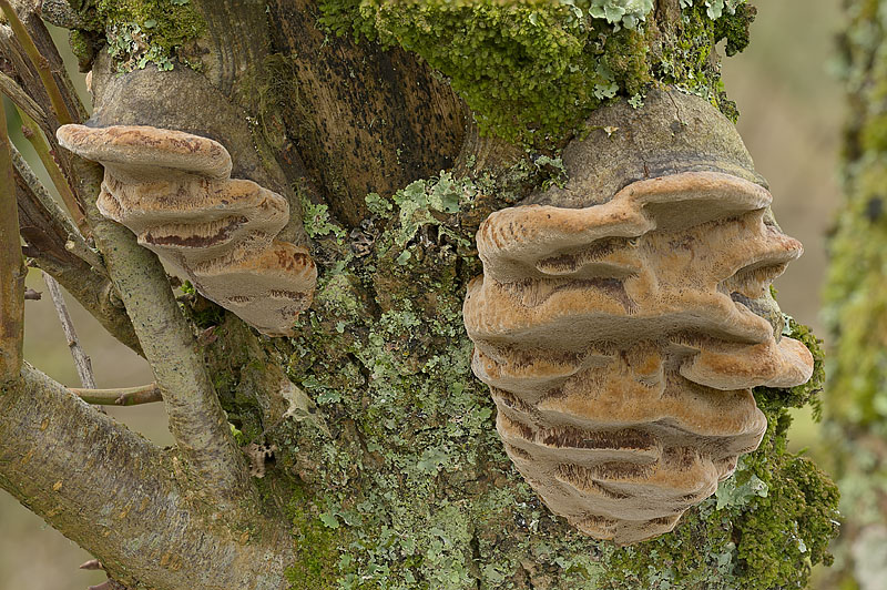 Phellinus pomaceus